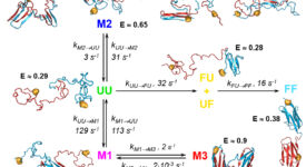 Folding and misfolding in tandem repeat domains (Borgia et al. 2015)