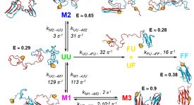 Folding and misfolding in tandem repeat domains (Borgia et al. 2015)