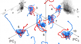 Principal component analysis of the highly disordered H1-ProTa complex (Borgia et al. 2018)