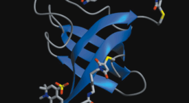 FRET on the cold shock protein