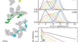 Chaperone-mediated protein expansion (Kellner et al., 2014)