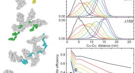 Chaperone-mediated protein expansion (Kellner et al., 2014)