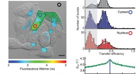 Single-molecule spectroscopy in live eukaryotic cells (Koenig et al. 2015)