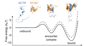 Transition path time measurements reveal an encounter complex in coupled forlding and binding (Sturzenegger et al., 2018)