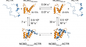 Proline cis/trans isomerization modulates coupled folding and binding (Zosel et al. 2018)