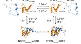 Proline cis/trans isomerization modulates coupled folding and binding (Zosel et al. 2018)