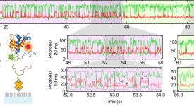 Single-molecule FRET of coupled folding and binding (Zosel et al. 2018)