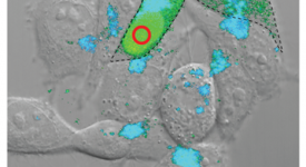 Fluorescence lifetime imaging of microinjected adherent cells (Koenig et al. 2015)