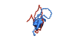 Simulation of the highly disordered H1-ProTa complex (Borgia et al. 2018) movie_c_lowcue_intermediate