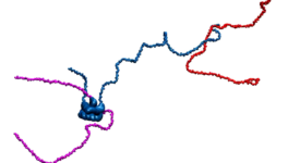 Competitive substitution via ternary complex formation of H1 and ProTa without exchange (Sottini et al. 2020)Competitive substitution via ternary complex formation of H1 and ProTa without exchange (Sottini et al. 2020) movie2