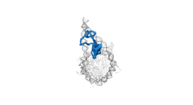 H1 on the Nucleosome H1 on the Nucleosome