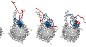 ProTa Extracts H1 from the Nucleosome